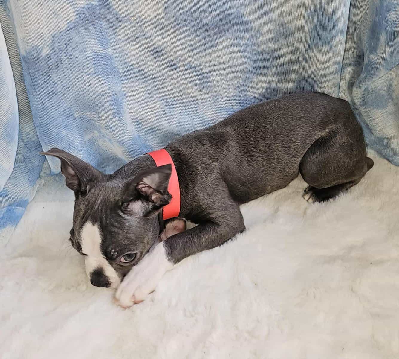 Red collar image 2