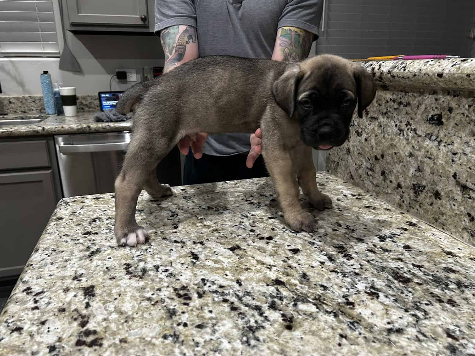 CCC's Kennel Cane Corso Puppies image 11