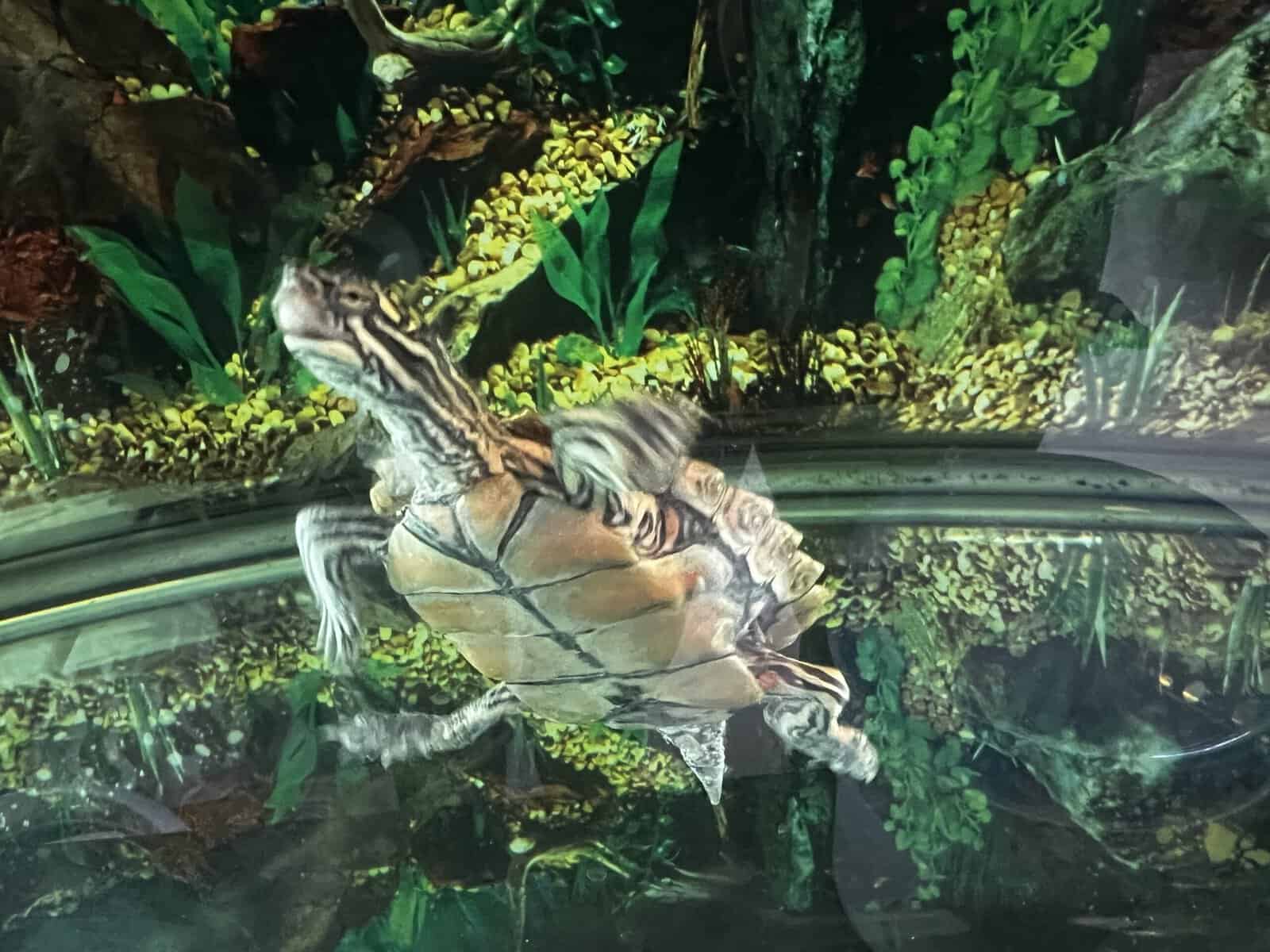 Turtles lost there mom to cancer image 11