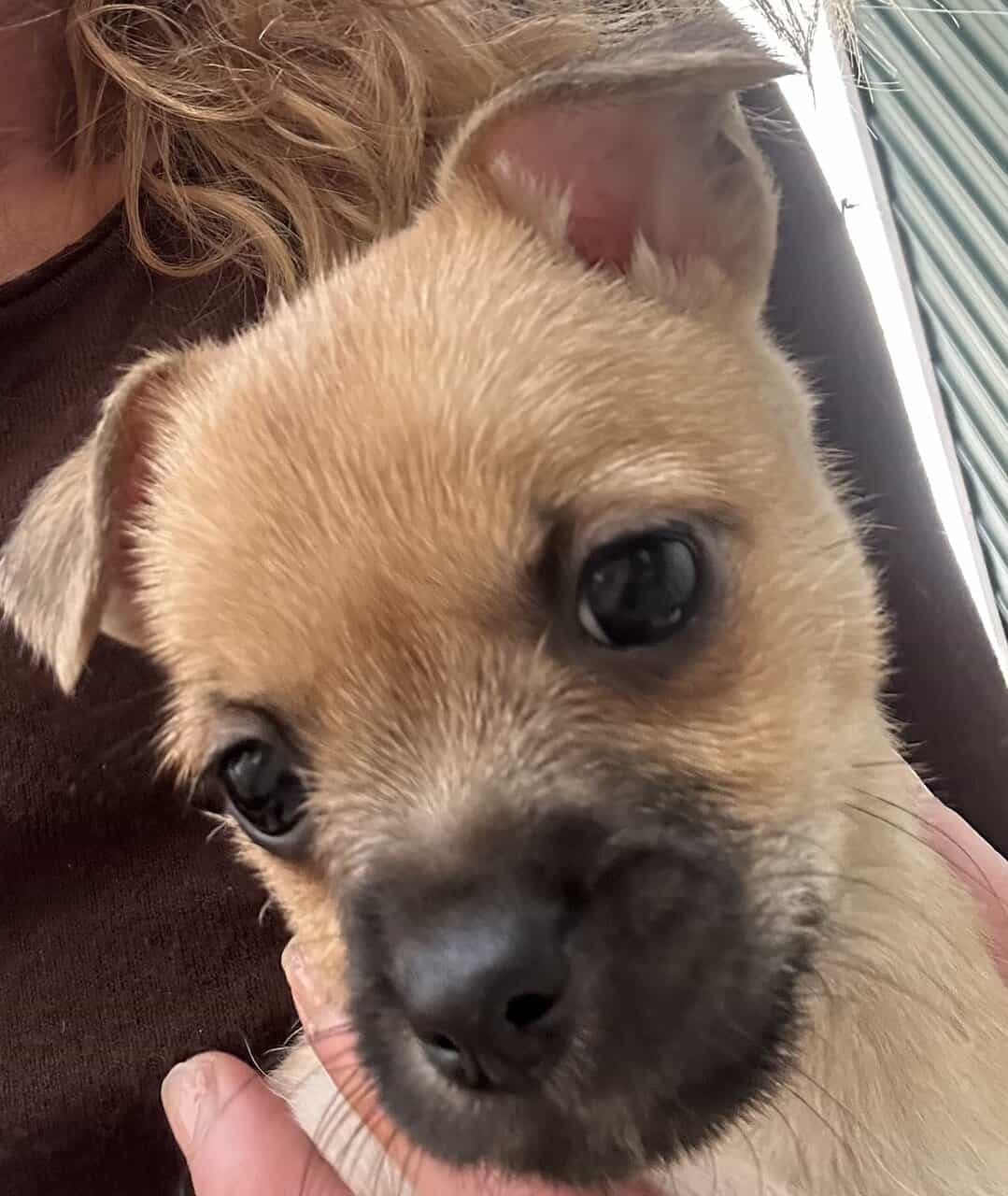 Fawn Male Chihuahua Puppy image 3