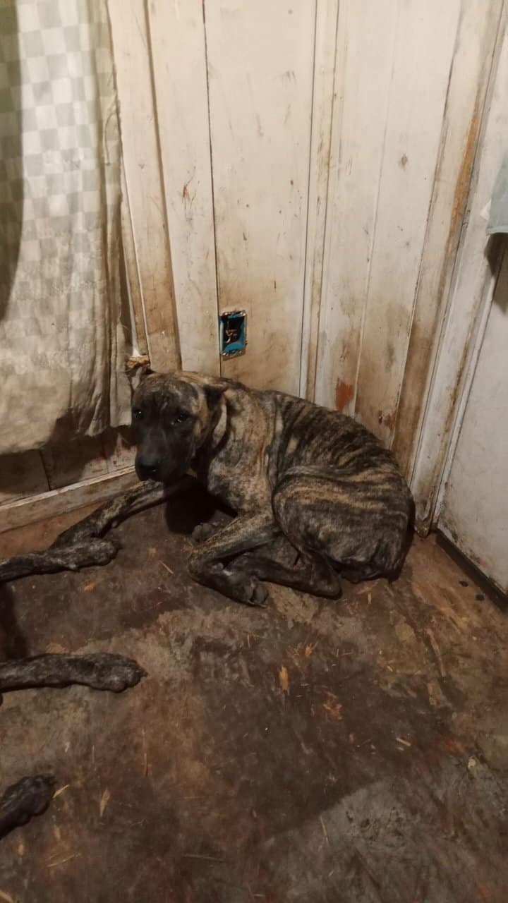 Spanish mastiffs image 2