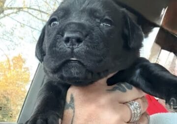 Gorgeous Full Blooded Cane Corso Puppies ICCF Regi