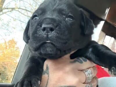 Gorgeous Full Blooded Cane Corso Puppies I &nbsp;...