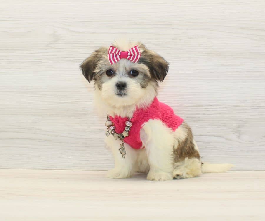 Shorkie Puppies For Sale image 9