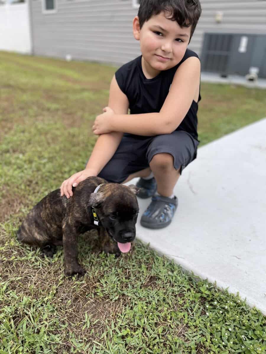 5mo old purebred male Cane Corso image 4