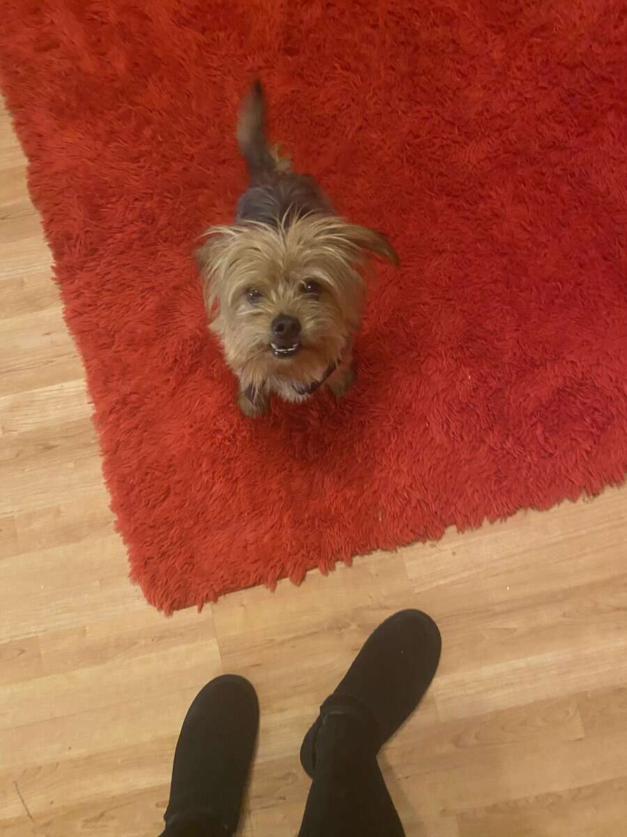 Yorkie/shih tzu in need of a new home image 3