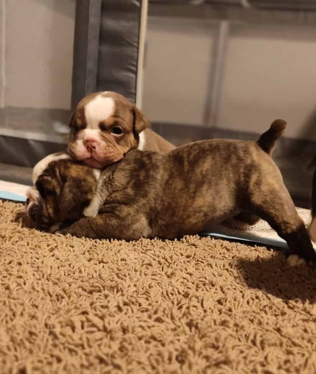 Christmas Puppies image 16