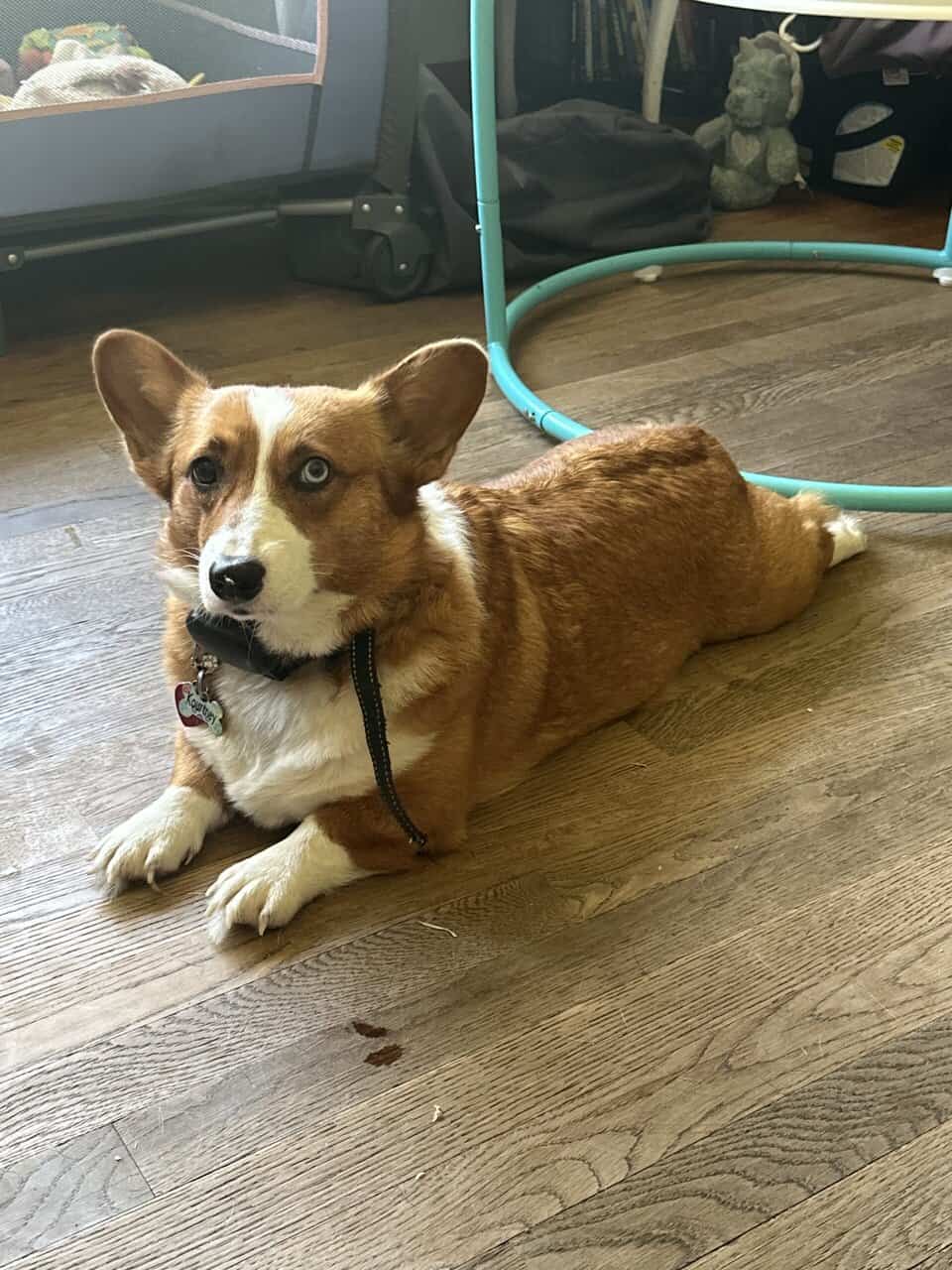 Corgi image 1