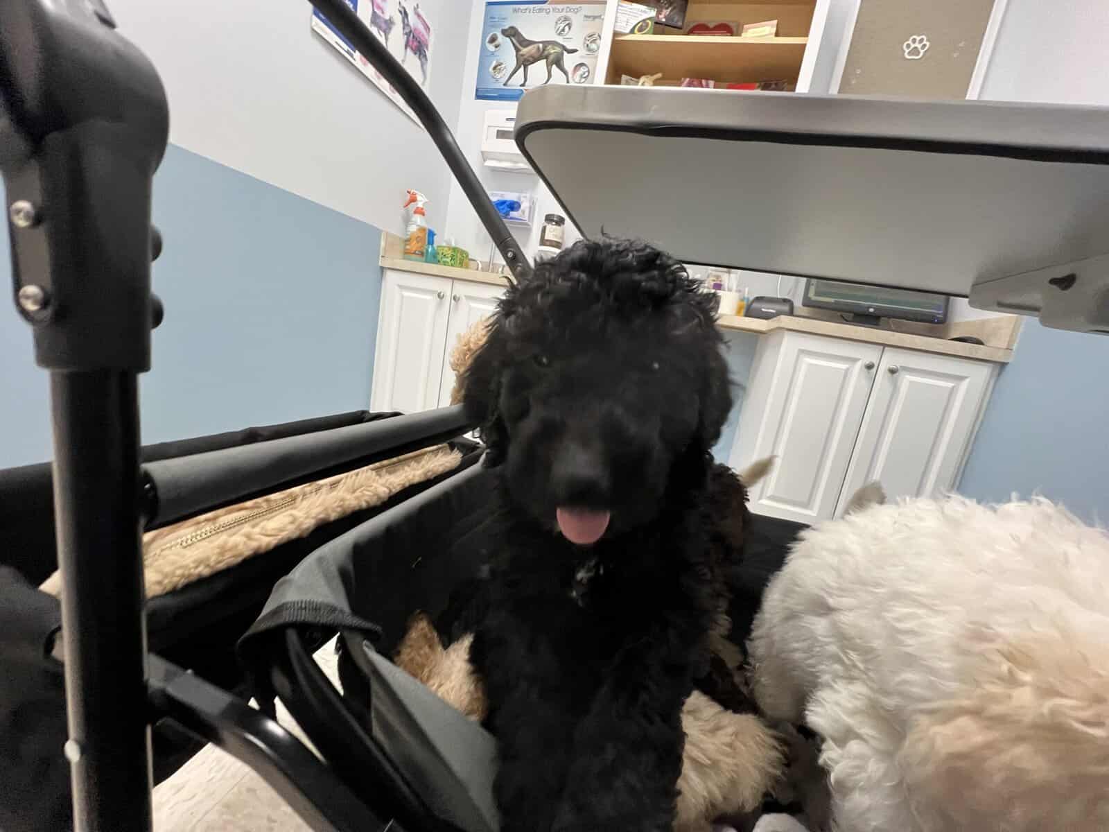Goldendoodles girl puppy (medium) image 6