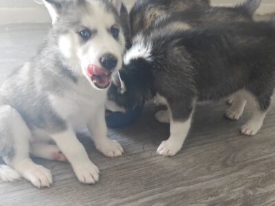 Siberian Husky Puppies