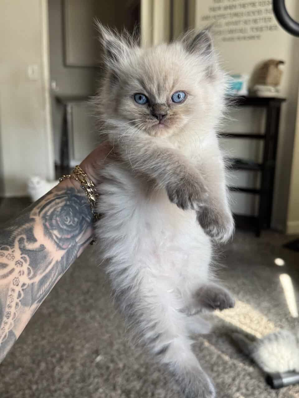 Ragdoll kittens image 4