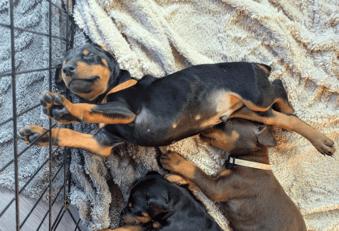 Doberman champion line image 3