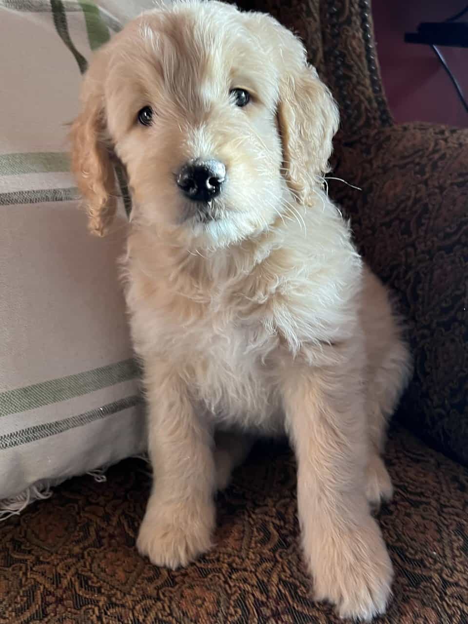 Goldendoodles Puppies for Adoption - 8 weeks old image 2