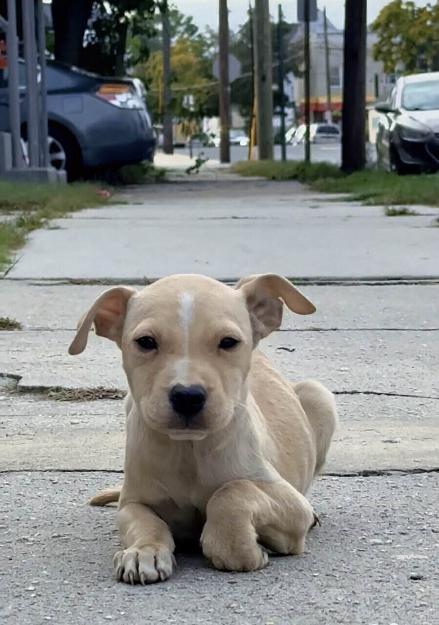 Pups / dog for sale image 1