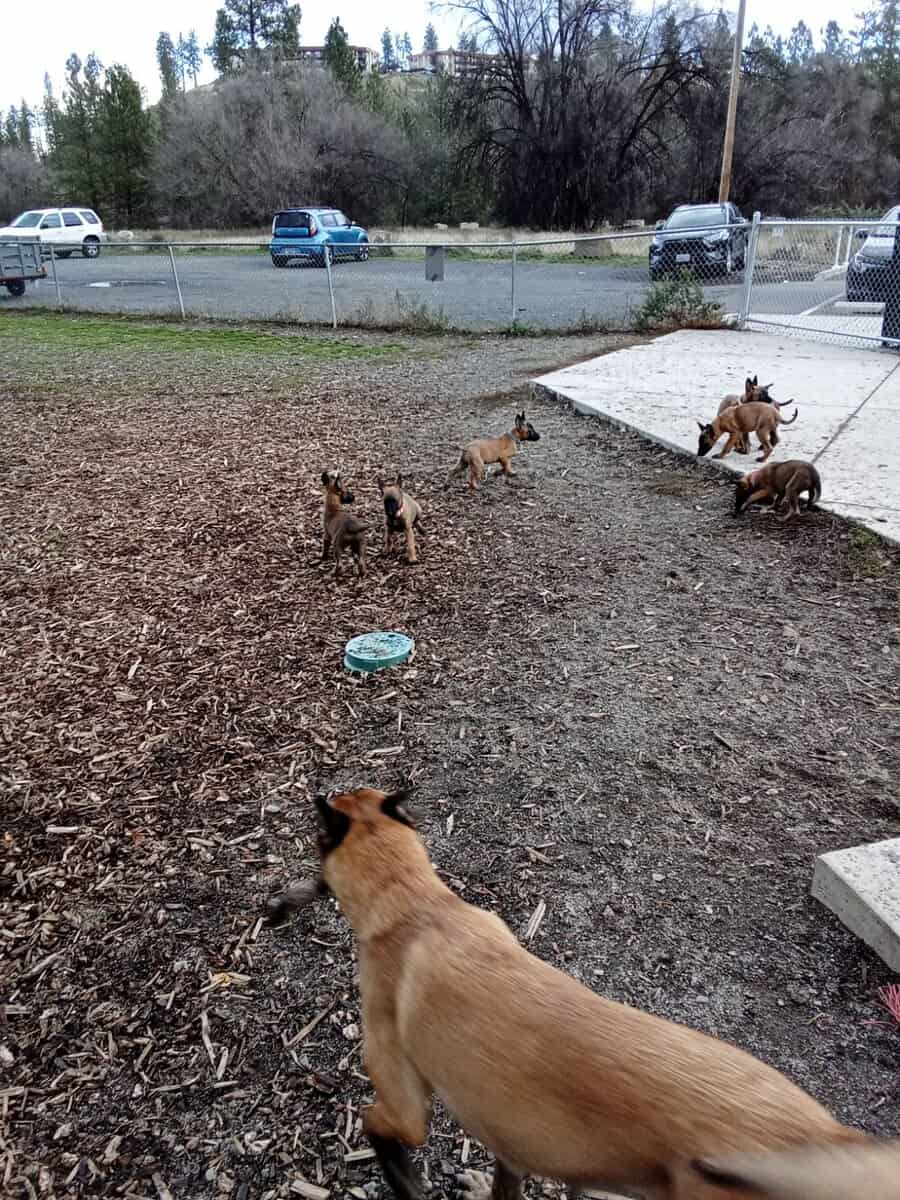 belgium pups image 1