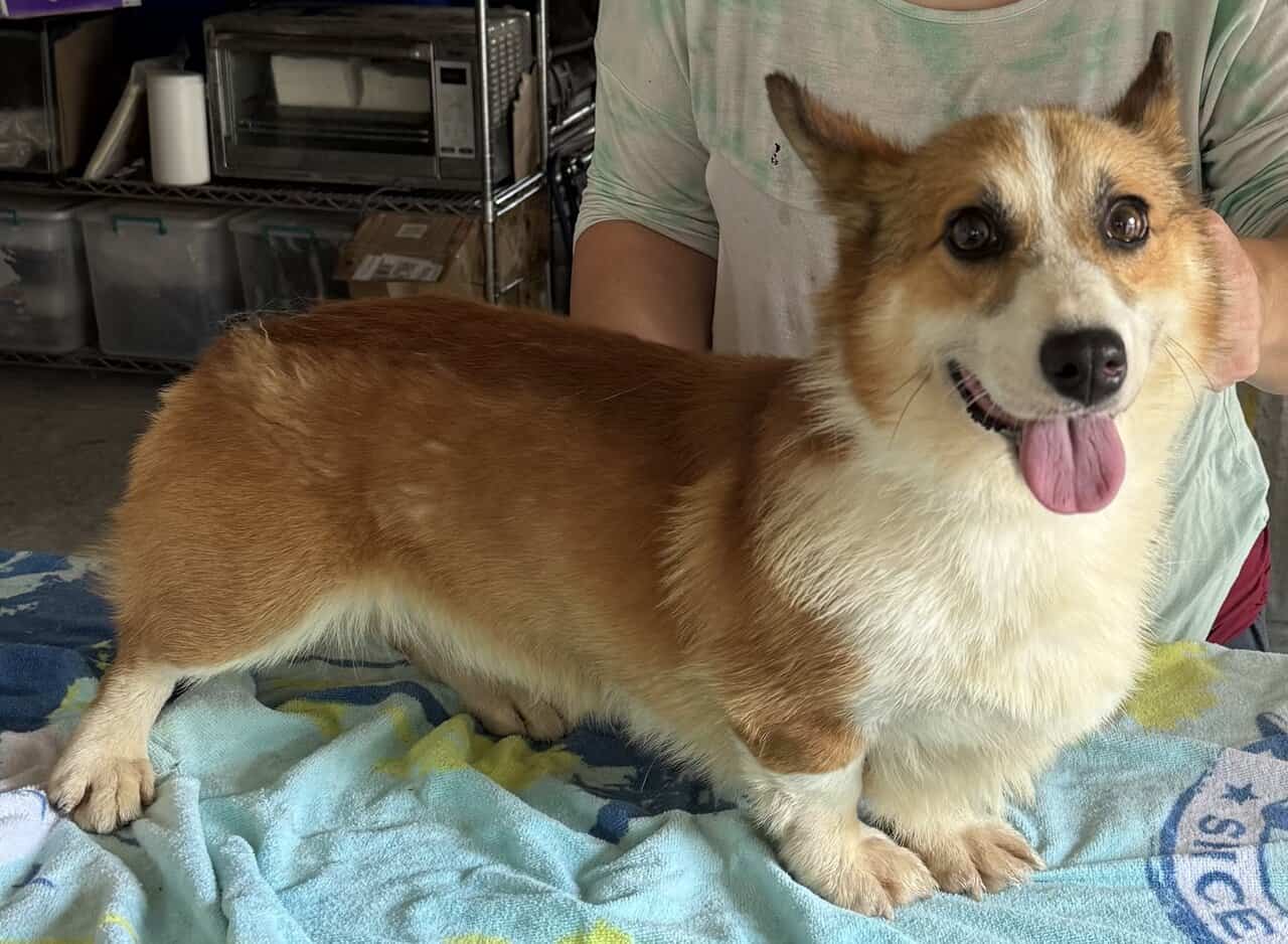 2 yr. Pembroke Welsh Corgi image 7