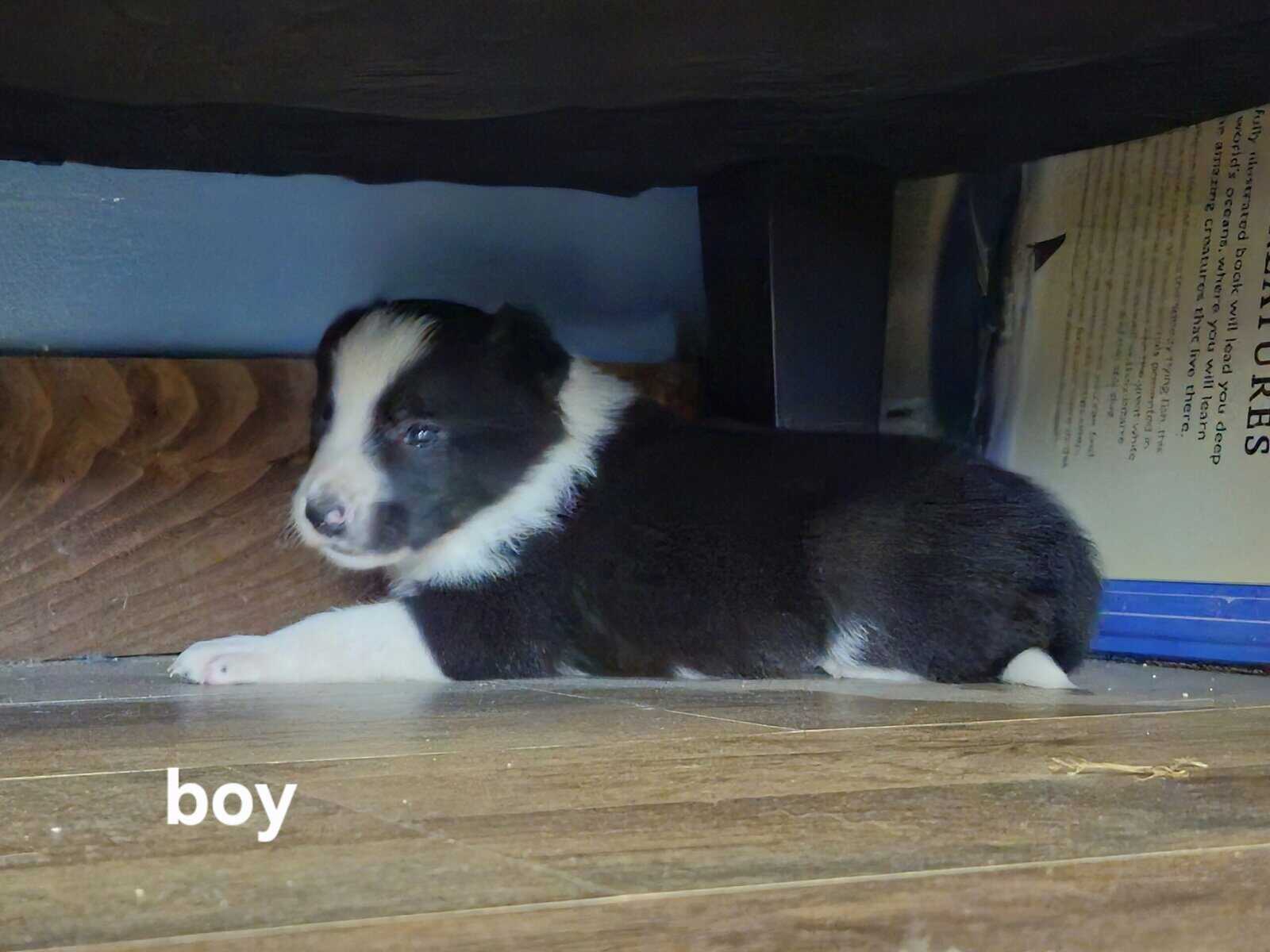 Border Collie Puppies image 1