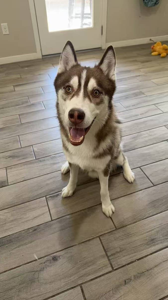 **Rehoming 3-Year-Old Healthy, Active Husky image 2