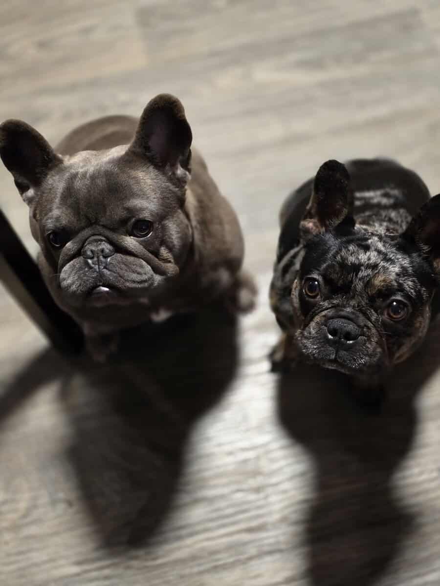 French bulldog puppies image 9