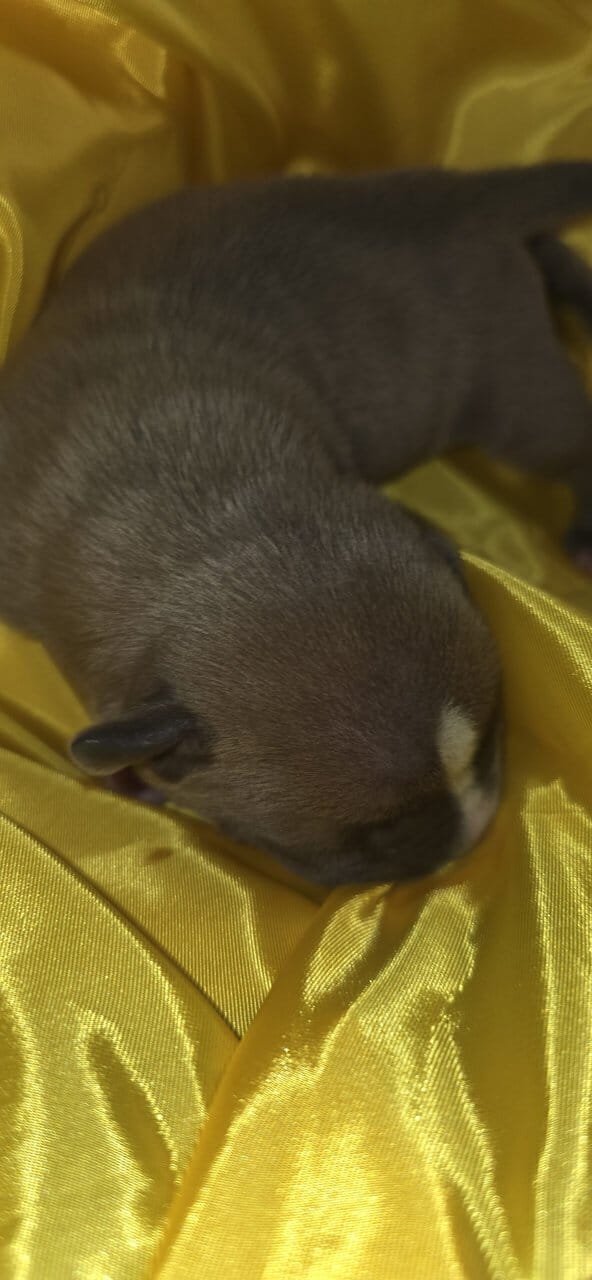 Pit bull puppies image 4