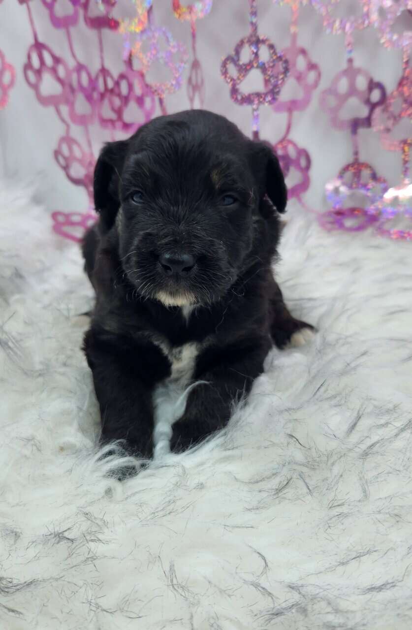 6 Mini Aussidoodles image 13