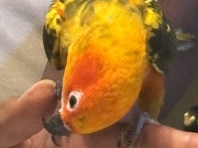 Sunconure babies