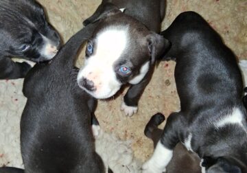 Cute pitbull pups