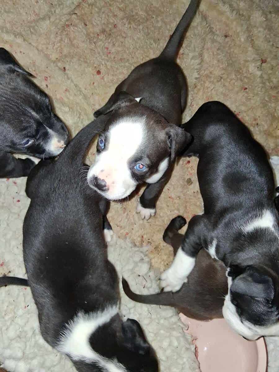 Cute pitbull pups image 1