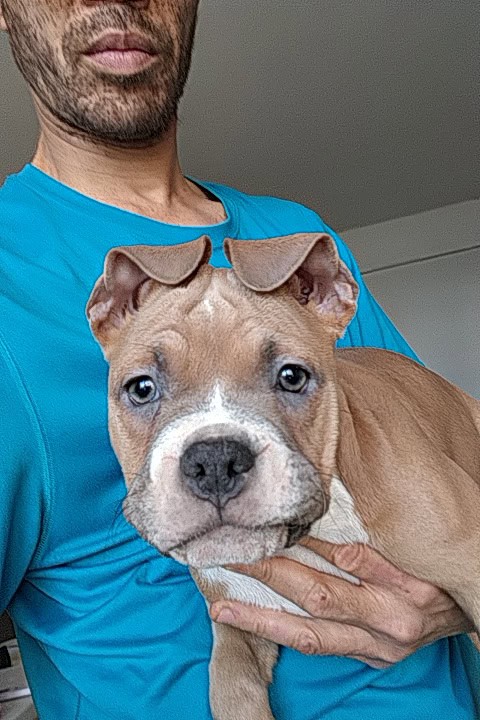 Premium Pocket Bully Puppies – Males & Females image 14