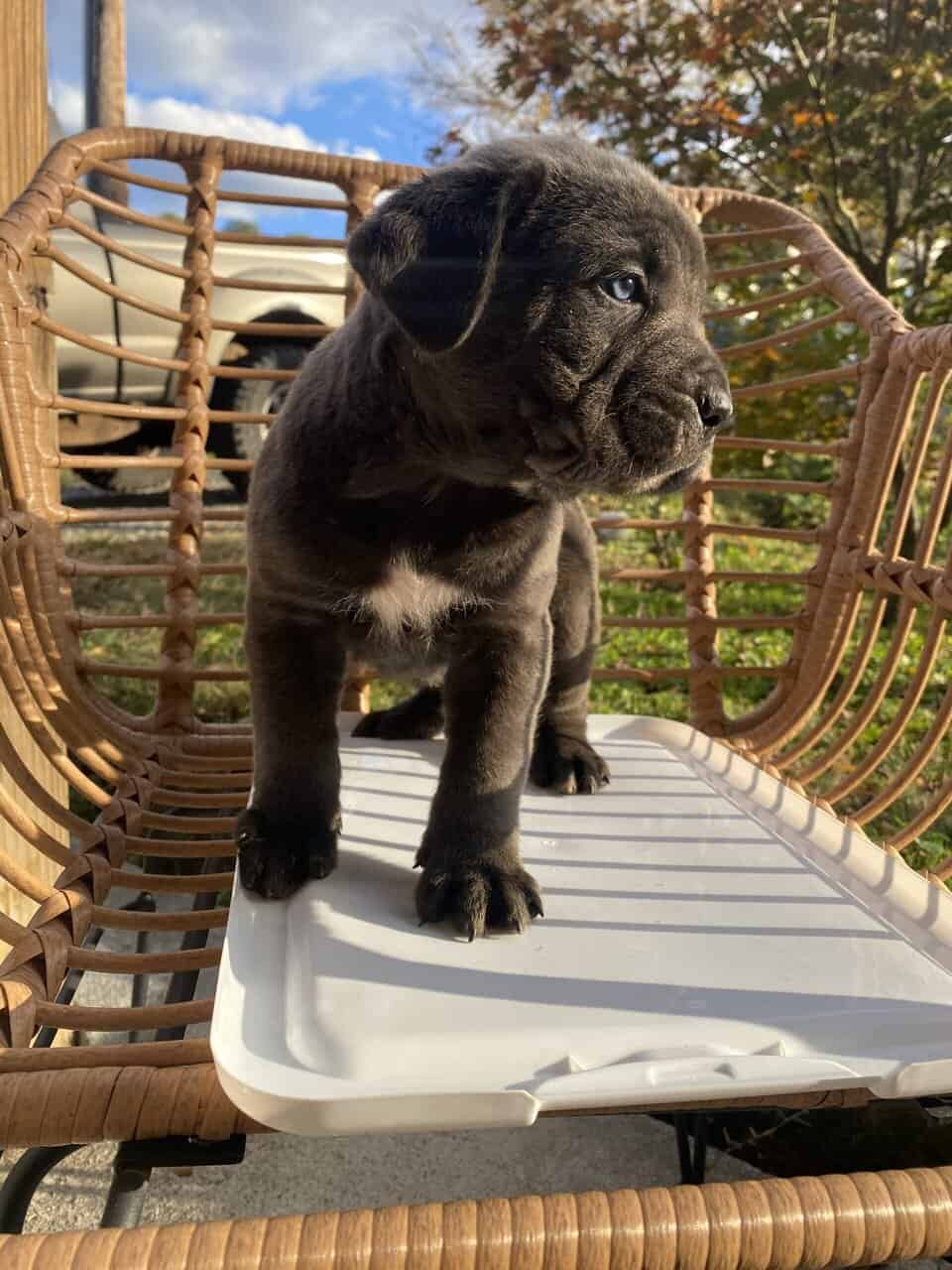 CANE CORSO image 1