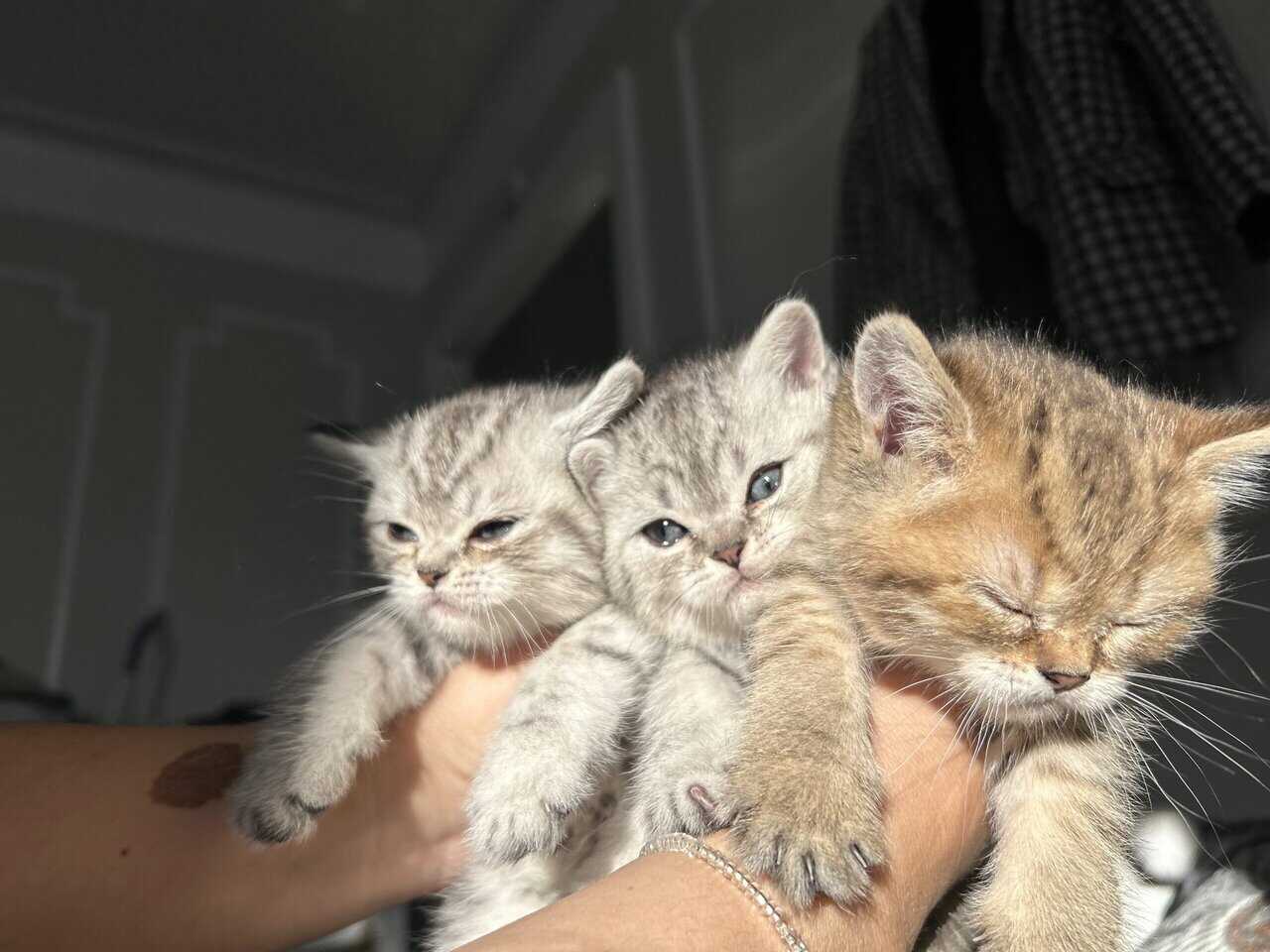 Scottish kittens image 4