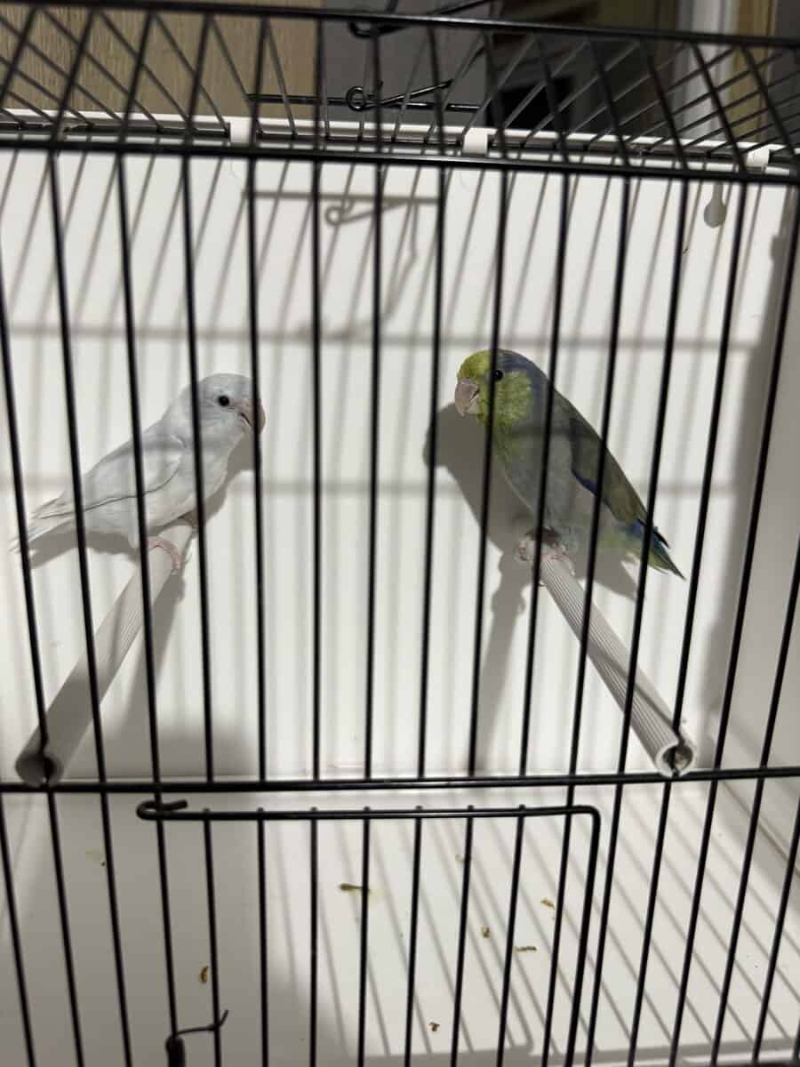 Parrotlets image 5