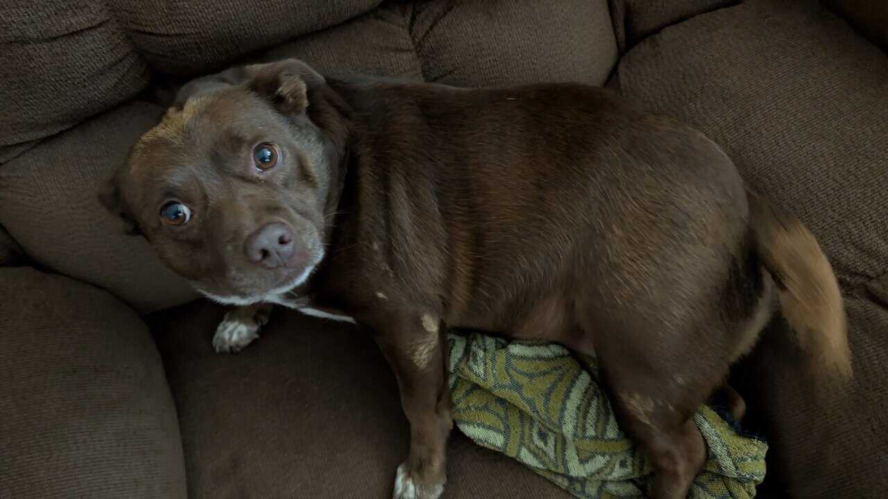 Sweet Ginger needs a forever home image 1