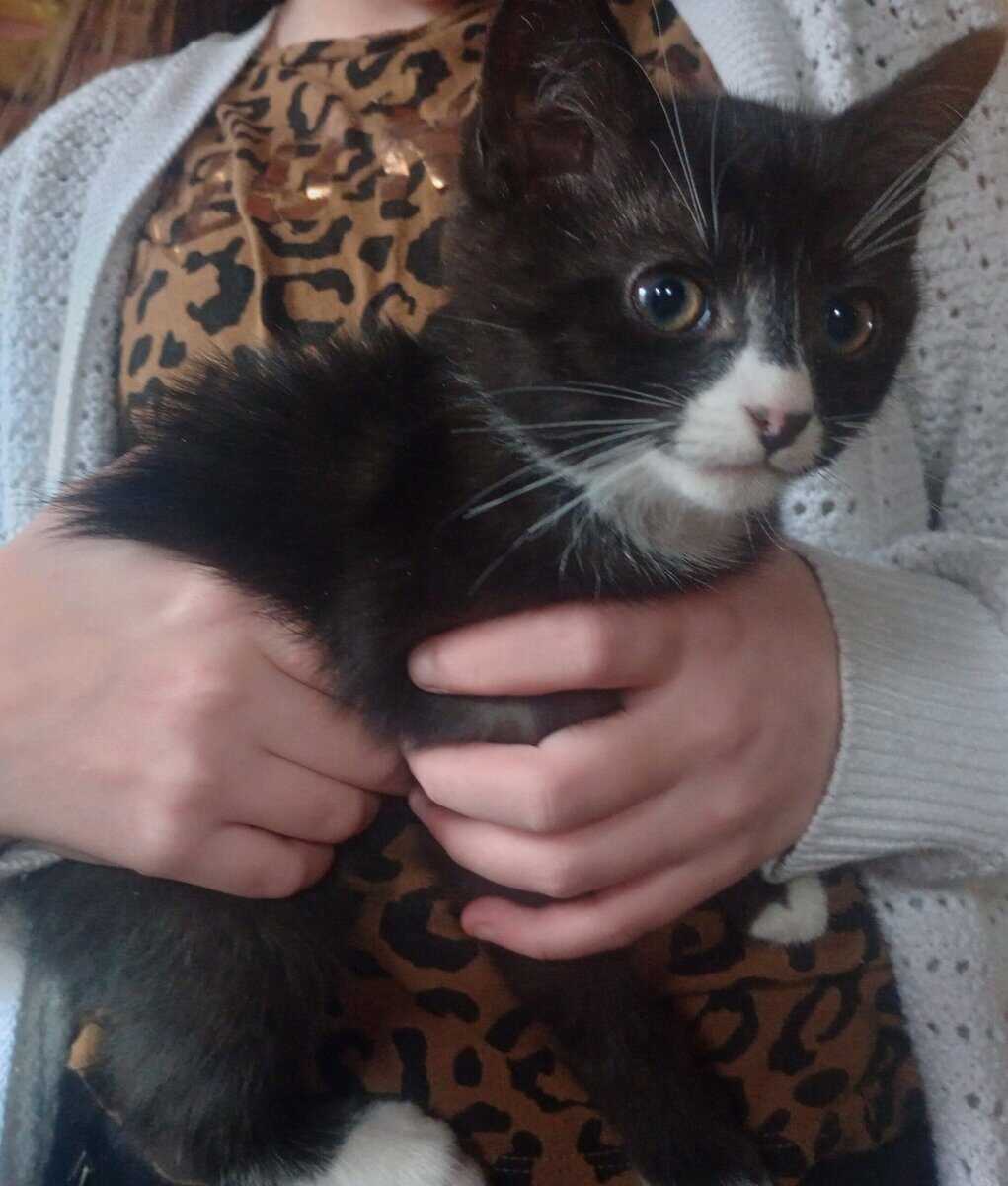 Tuxedo Kitten image 1
