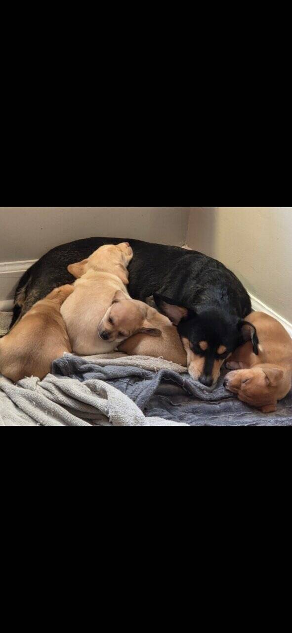 Free Puppies image 1