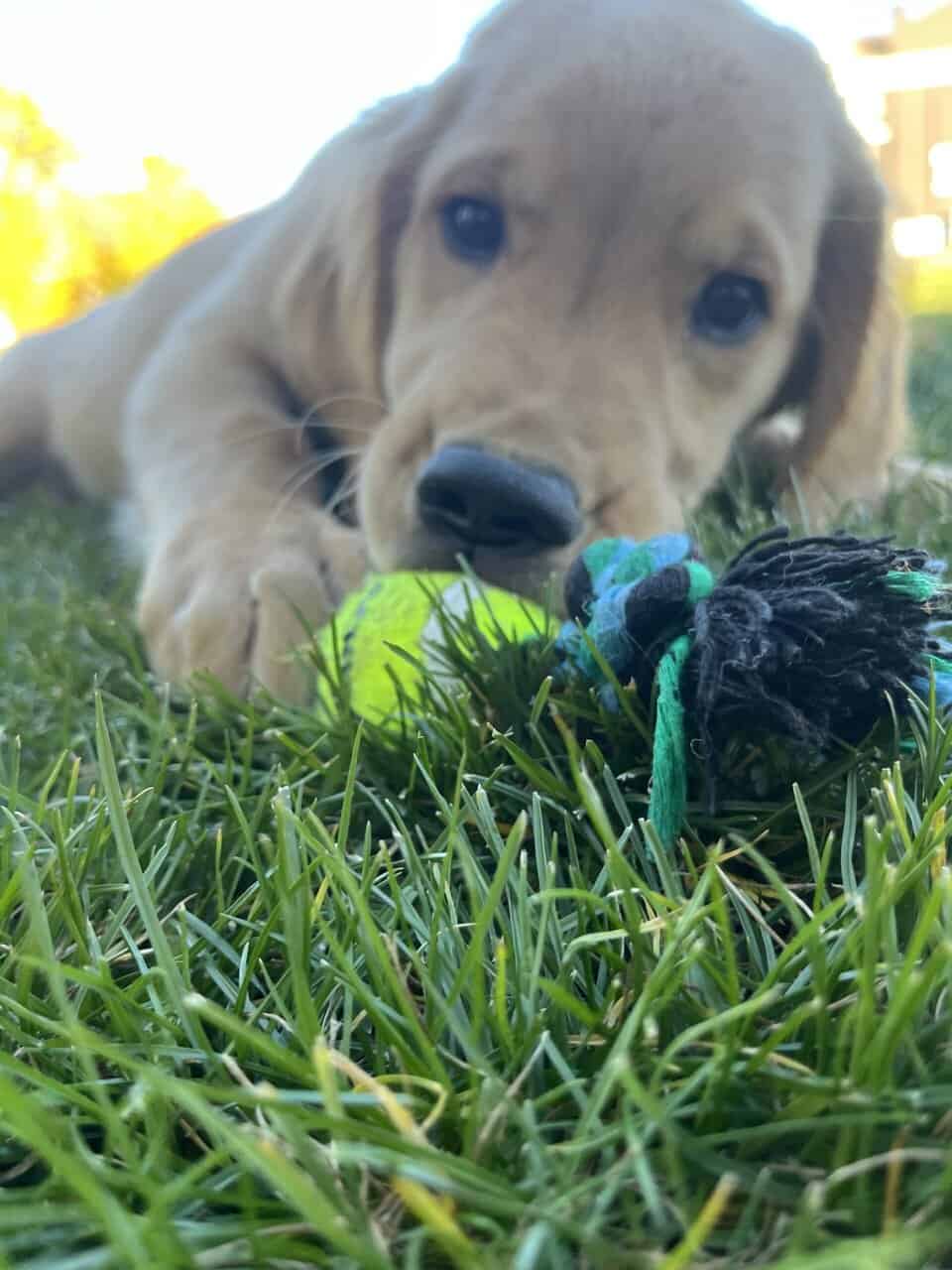 AKC Trained Golden Retriever image 7