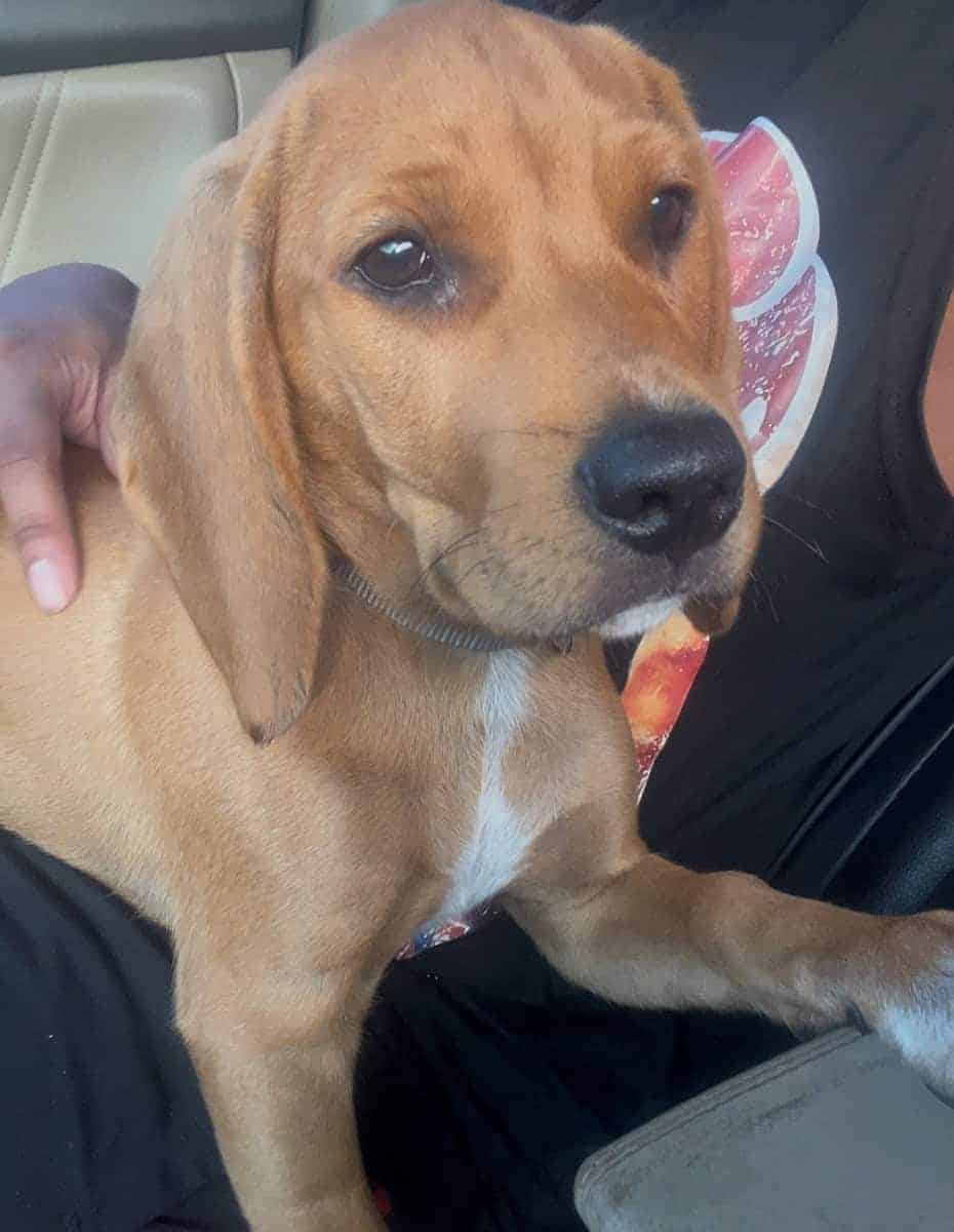 4 month old beagle mix image 2