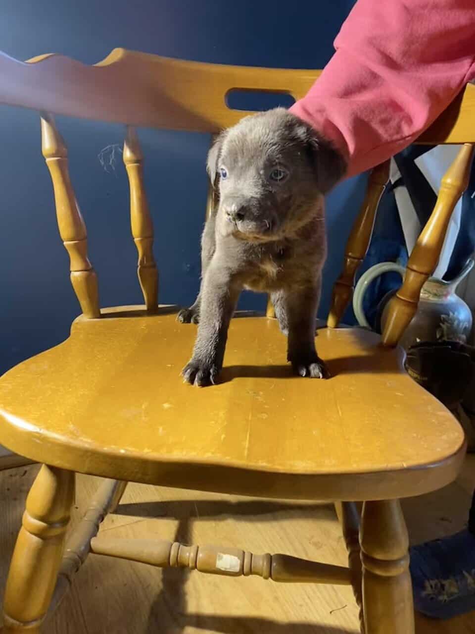 CANE CORSO image 7