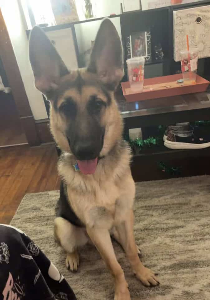 Looking to rehome our 6 month old German Shepard image 1
