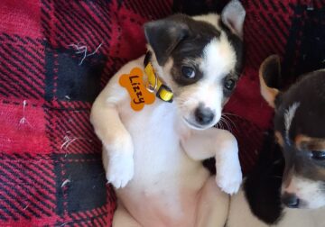 Female Rat Terrier Puppy 9 weeks