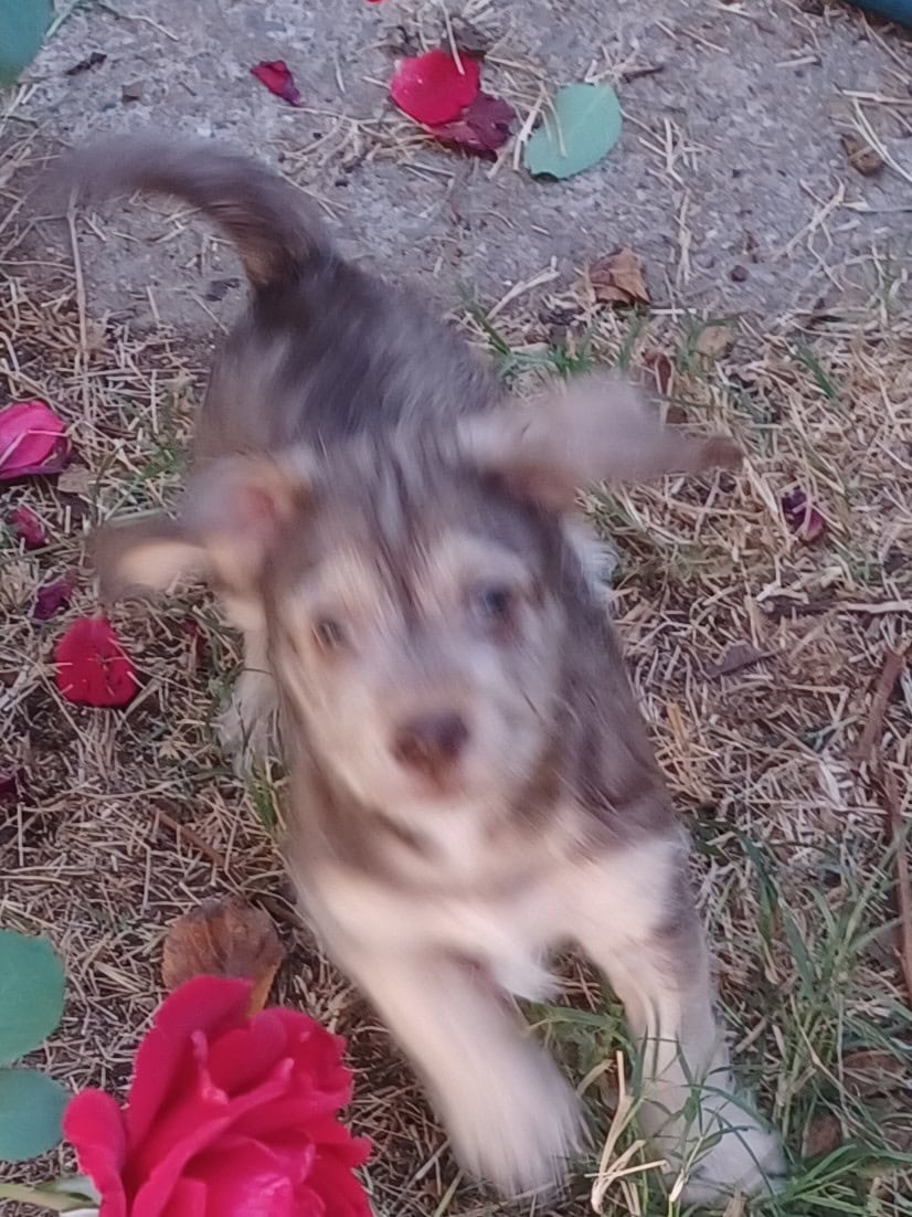 Yorkiepoo mix puppies for sale image 1