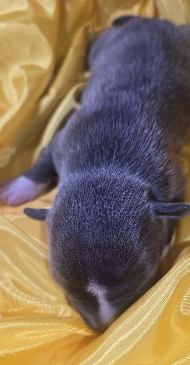 Pit bull puppies image 1