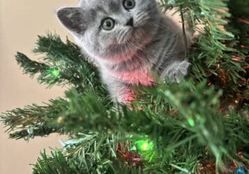 Scottish Straight blue female for sale