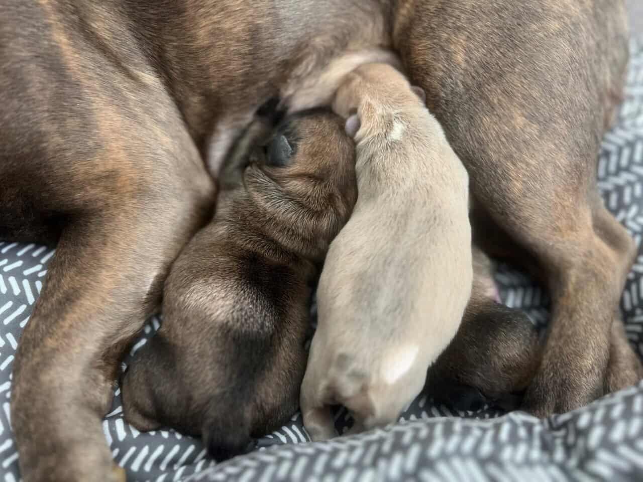French Bulldog Puppies image 3