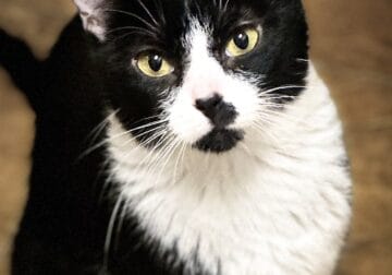 URGENT — Need Placement ASAP: Female Adult Cat