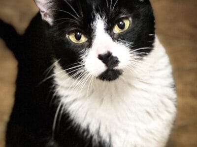 URGENT — Need Placement ASAP: Female Adult Cat