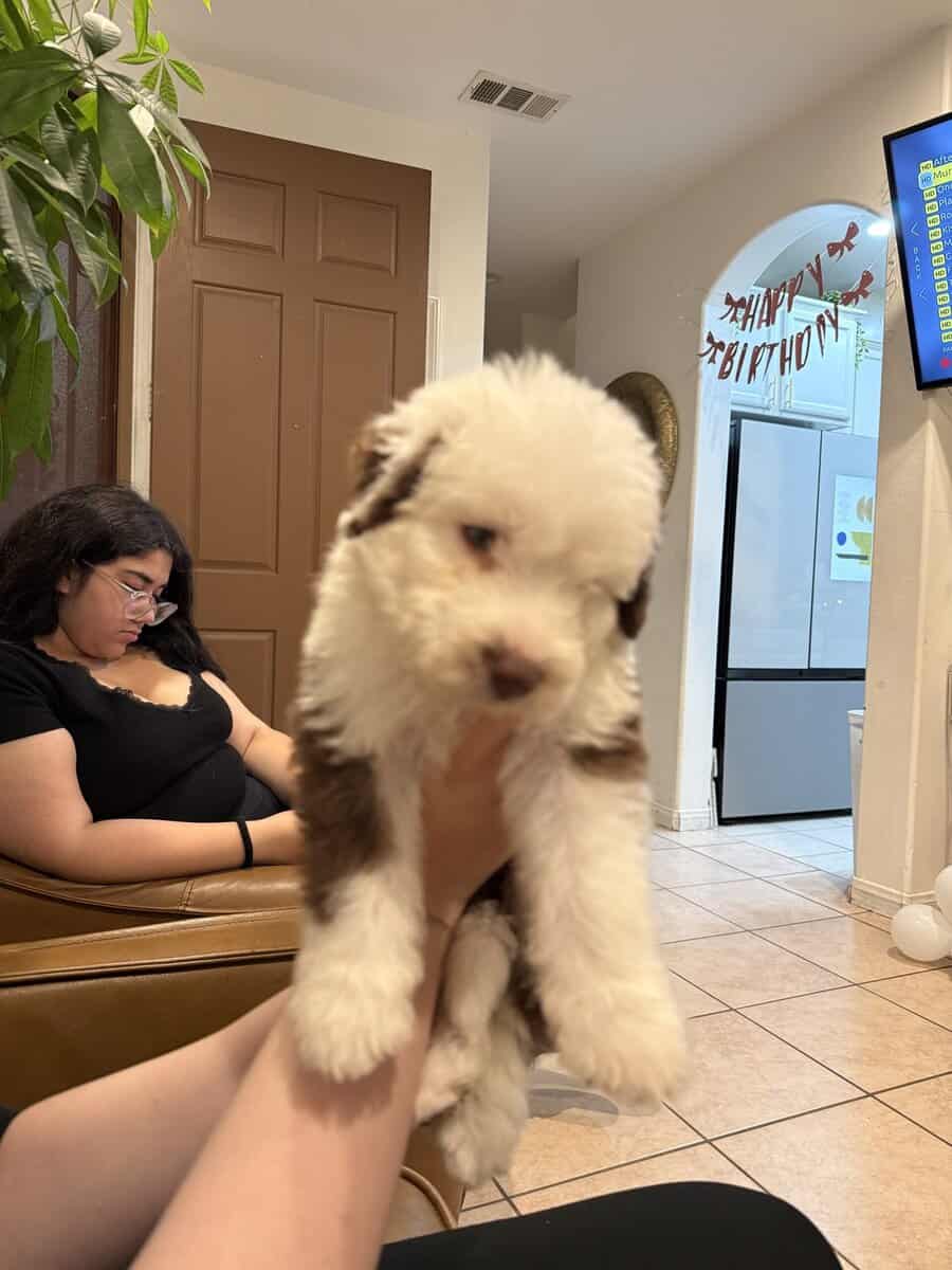 Sheepadoodle puppies image 3