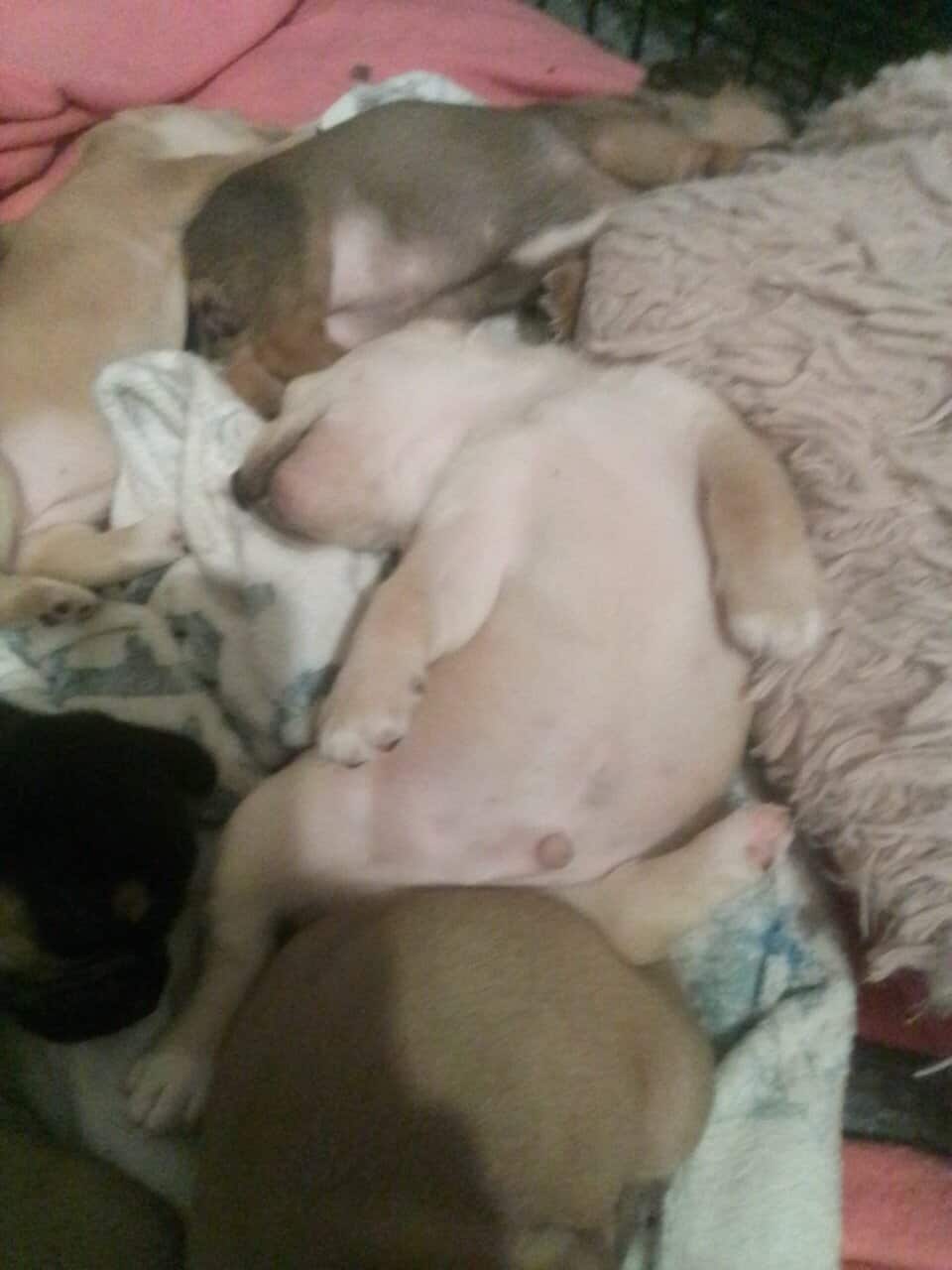 2 different litters very cute puppies image 3