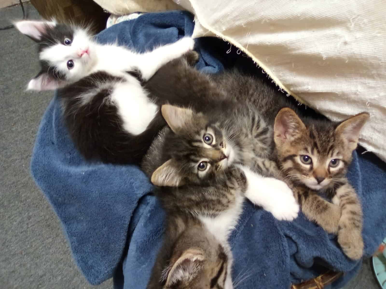 5 cute kittens need homes hopefully in groups? image 2