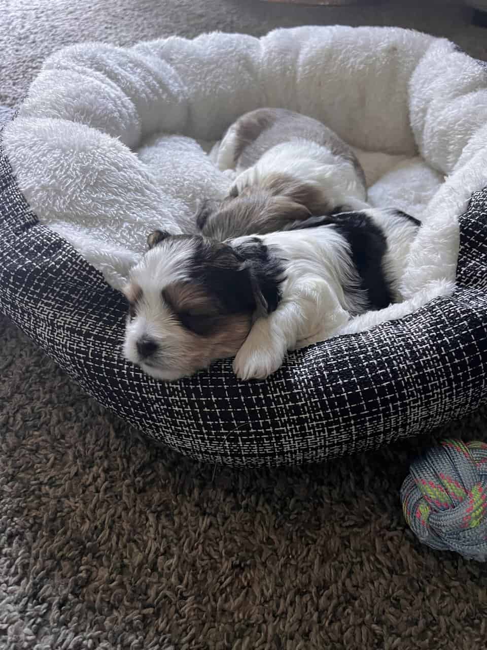 Morkie female puppies image 3